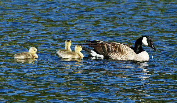 Canadian Goose - Yellowstone
