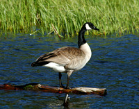 Canadian Goose - Yellowstone