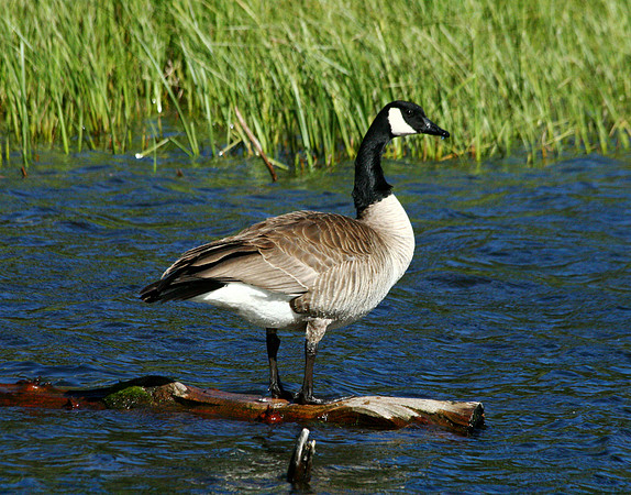 Canadian Goose - Yellowstone
