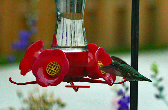 Hummingbird