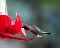 Hummingbird