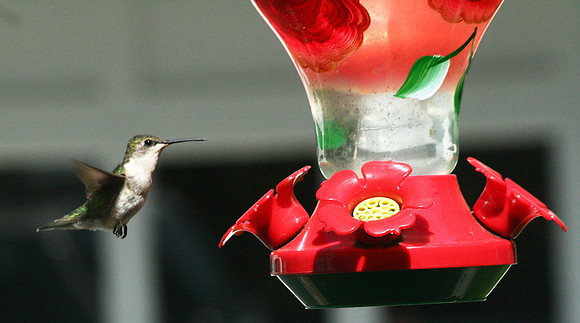 Hummingbird