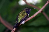 Rufous Hummingbird