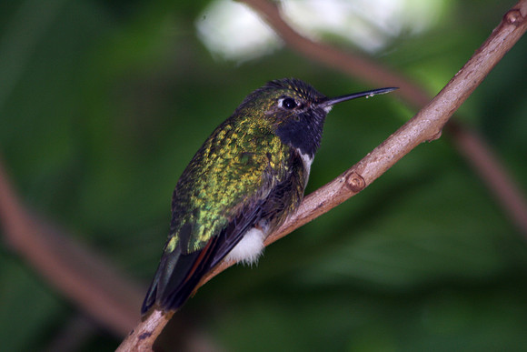 Rufous Hummingbird