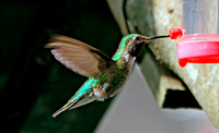 Ruby-throated Hummingbird