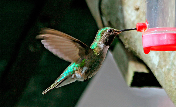 Ruby-throated Hummingbird