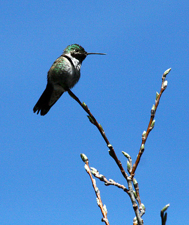 Hummingbird