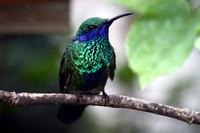 Sparkling Violet Ear Hummingbird