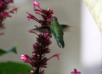 Rufous Hummingbird