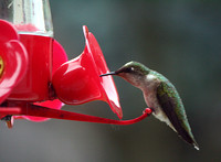 Hummingbird
