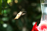 Hummingbird