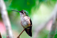 Rufous Hummingbird