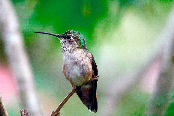 Rufous Hummingbird