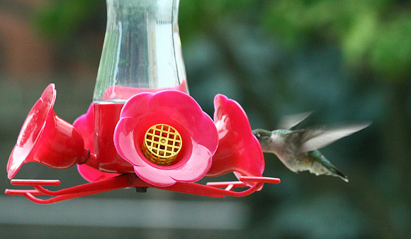 Hummingbird