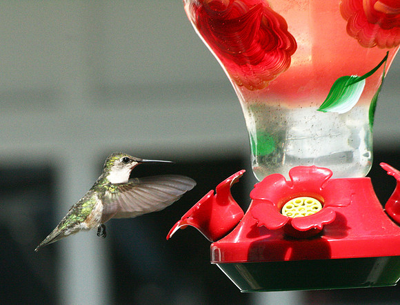 Hummingbird