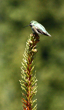 Hummingbird