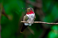 Broad-tailed Hummingbird