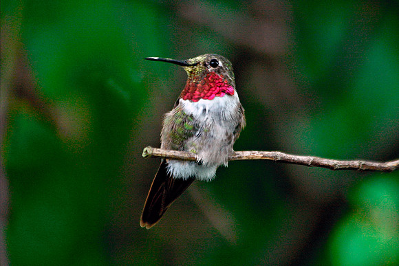 Broad-tailed Hummingbird