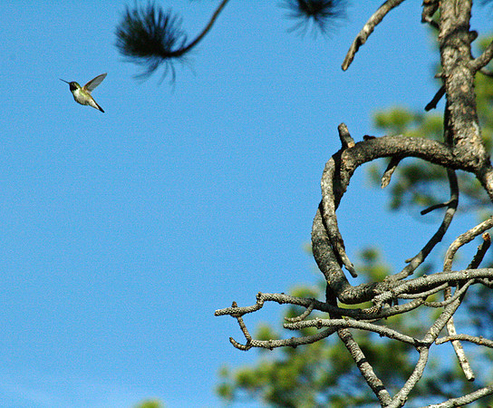 Hummingbird