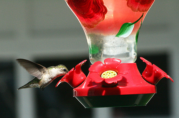 Hummingbird