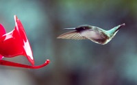 Hummingbird