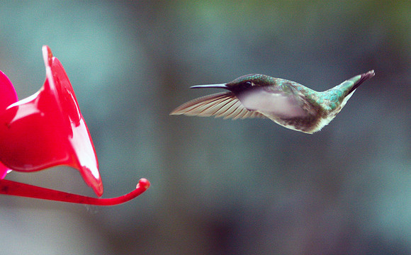 Hummingbird