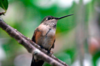 Rufous Hummingbird