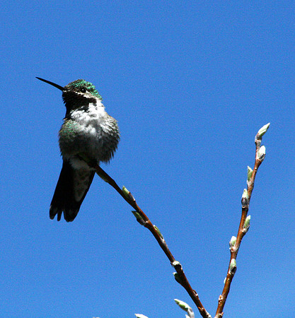 Hummingbird