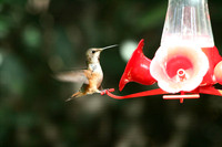 Hummingbird