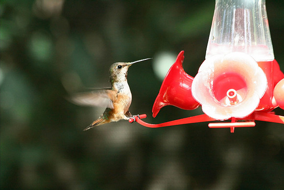 Hummingbird