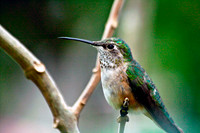 Rufous Hummingbird