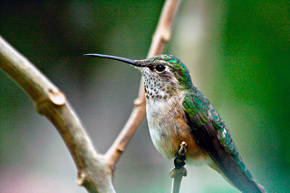 Rufous Hummingbird