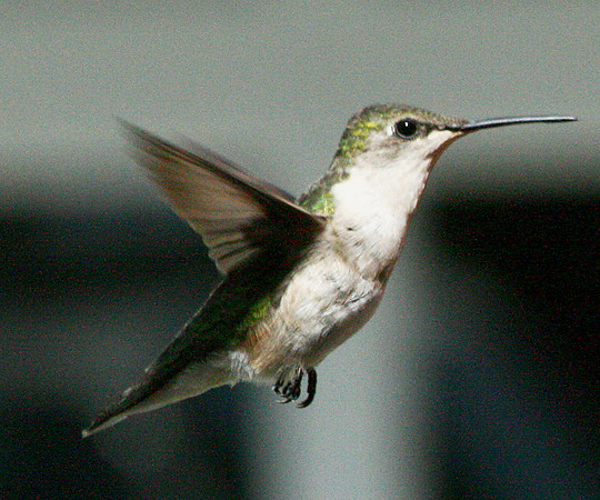 Hummingbird