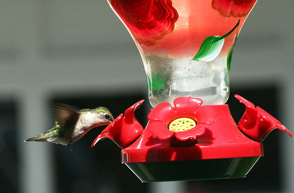 Hummingbird