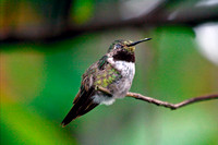 Broad-tailed Hummingbird