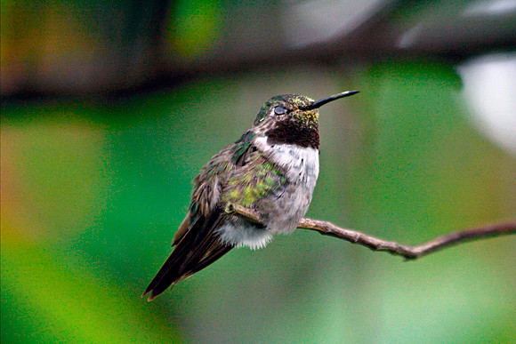 Broad-tailed Hummingbird