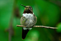 Broad-tailed Hummingbird