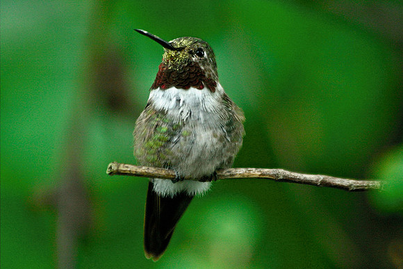 Broad-tailed Hummingbird