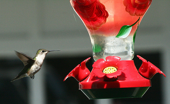 Hummingbird