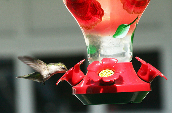 Hummingbird