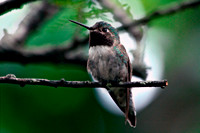 Broad-tailed Hummingbird