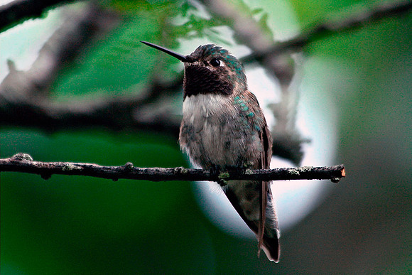 Broad-tailed Hummingbird