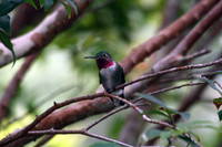 Ruby-throated Hummingbird