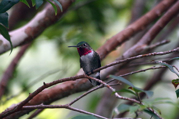 Ruby-throated Hummingbird