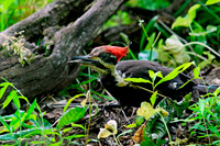 Pileated Woodpecker