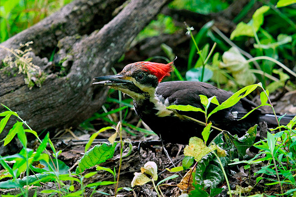 Pileated Woodpecker