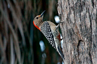 Red-bellied Woodpecker