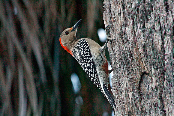 Red-bellied Woodpecker
