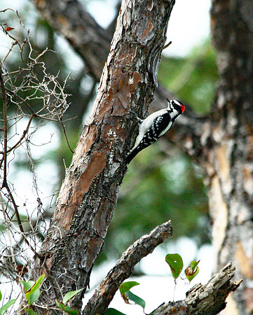 Hairy Woodpecker