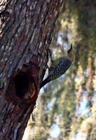 Red-bellied Woodpecker